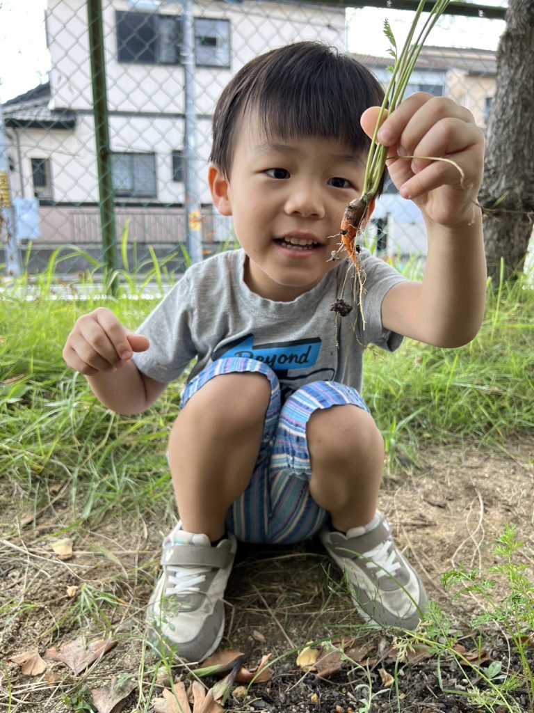 にんじん収獲🥕